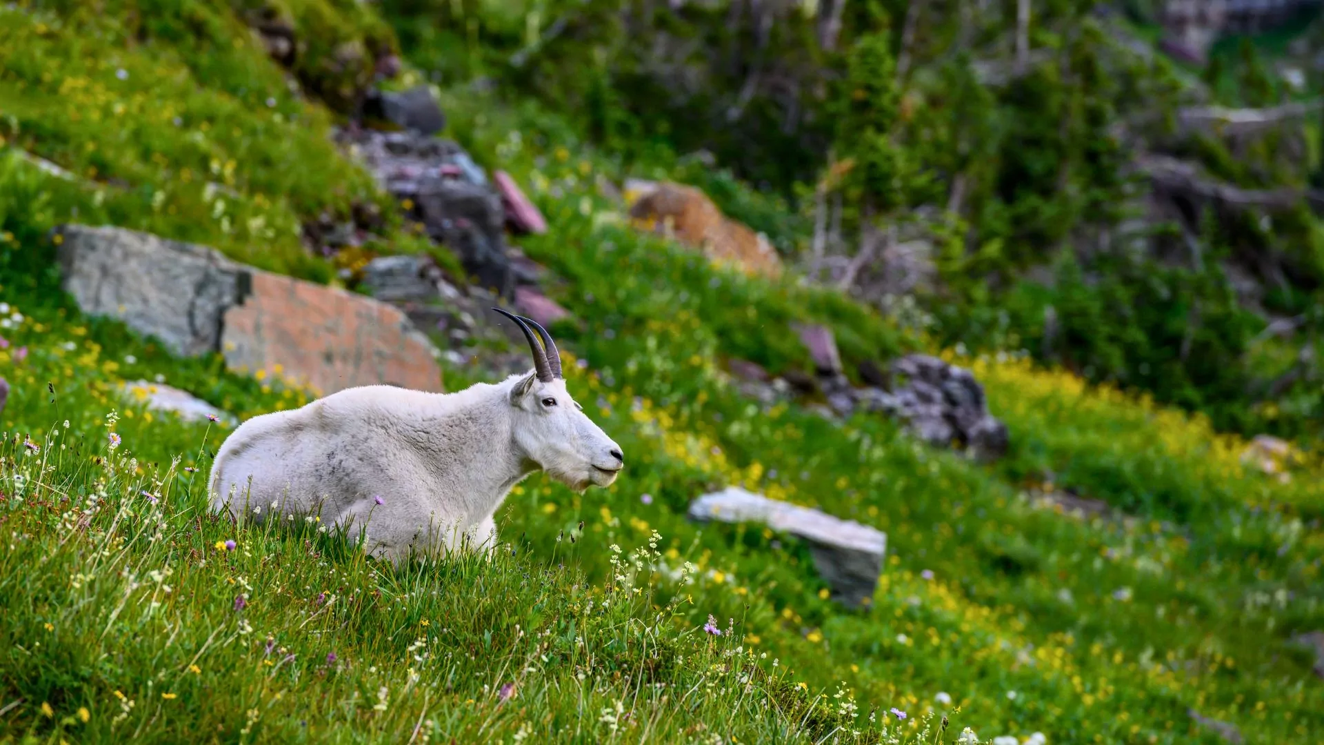 Mountain goat in washington state