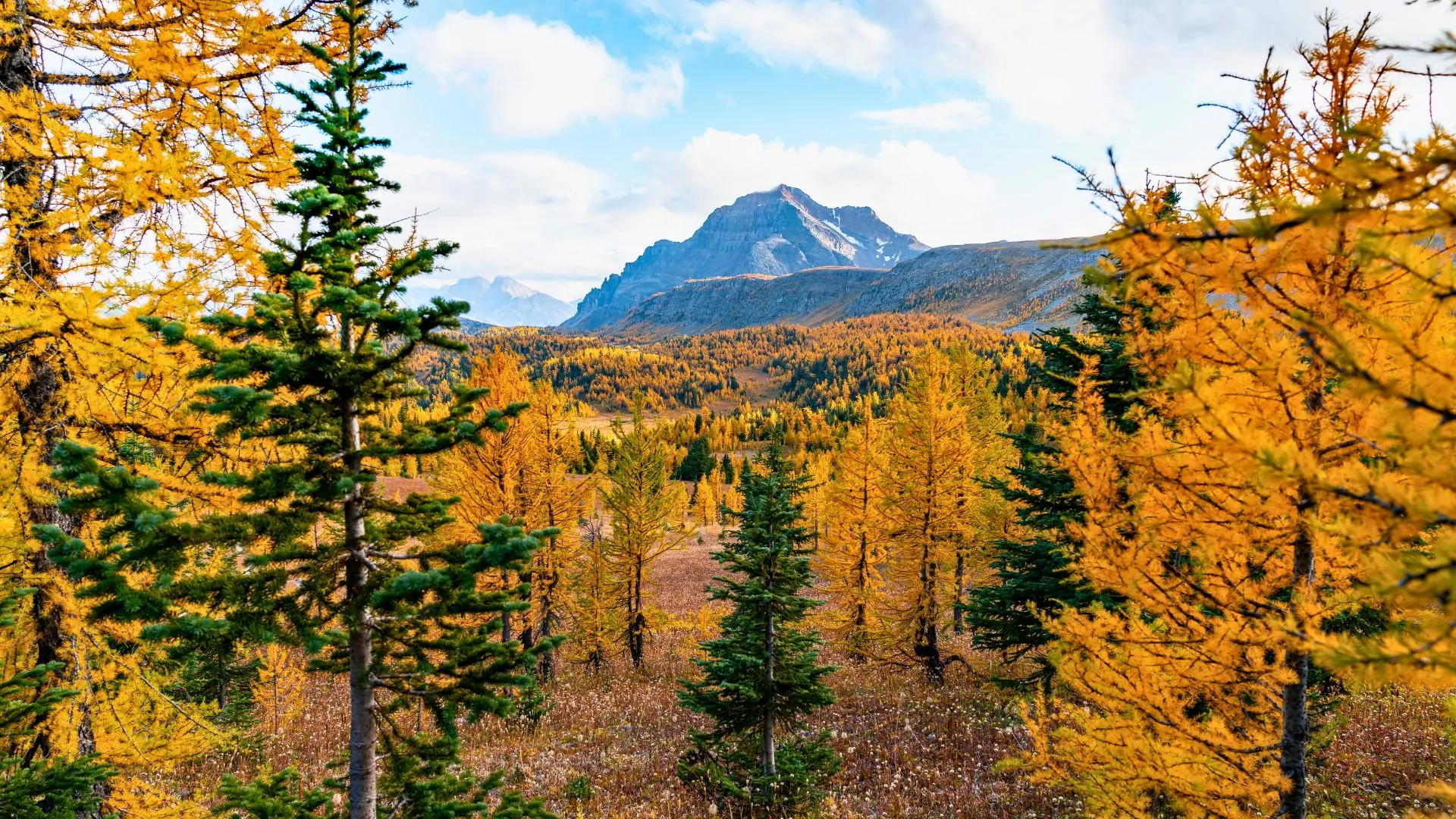 Fall colors in Banff National Park
