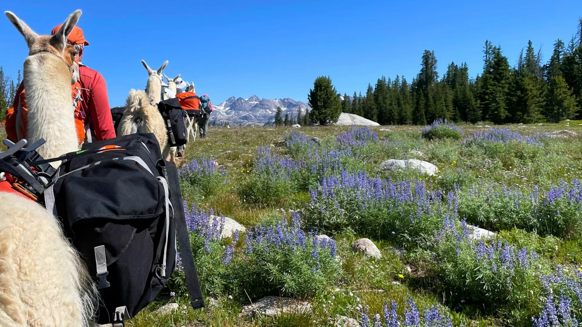 Pack llama walk through a field of lupins in the Titcomb Basin