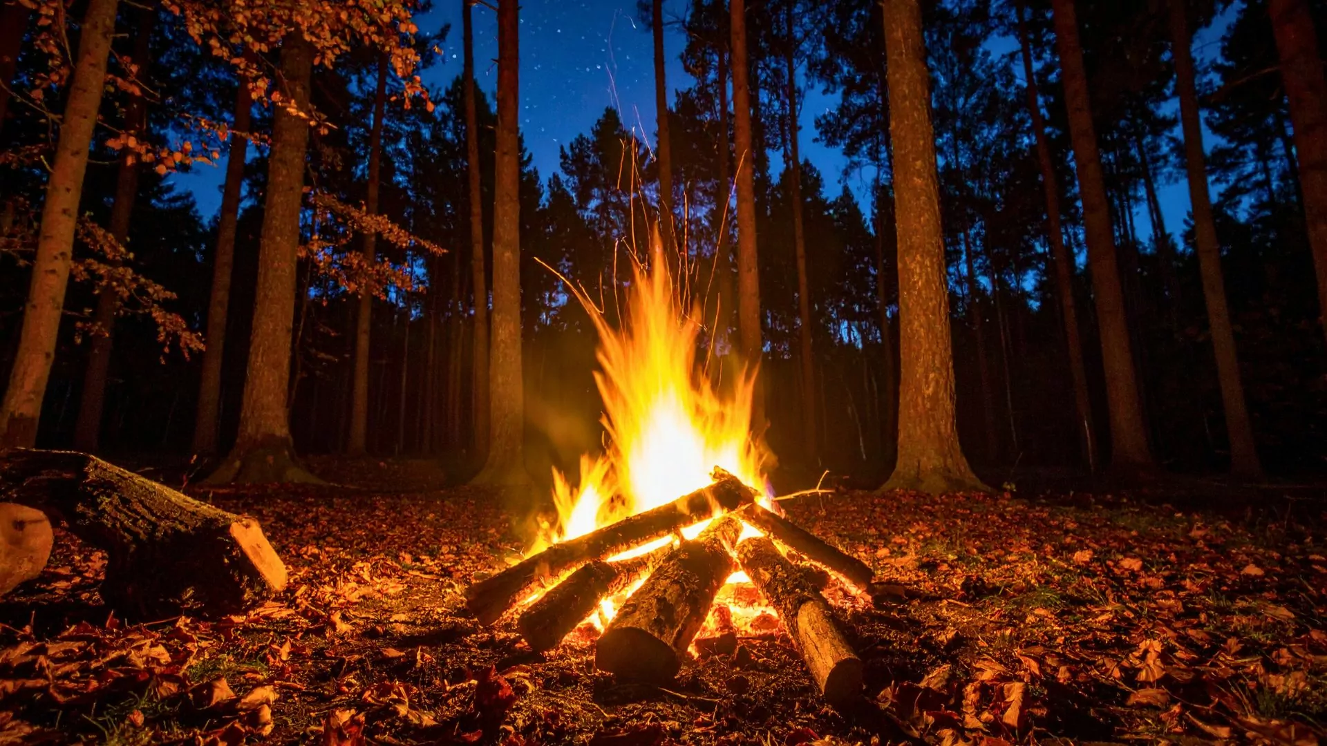 Campfire in the dark woods