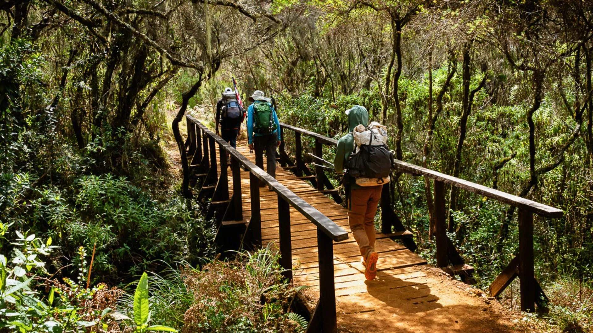 Hiking to Mt Kilimanjaro in Tanzania