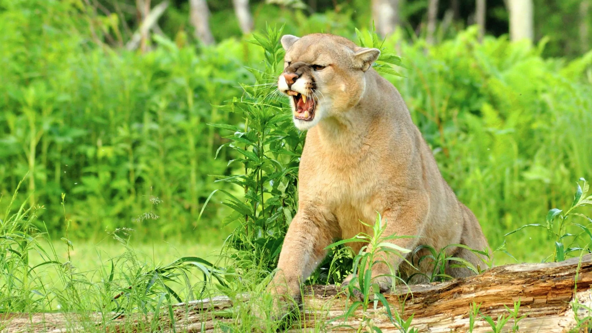 A mountain lion bares its teeth