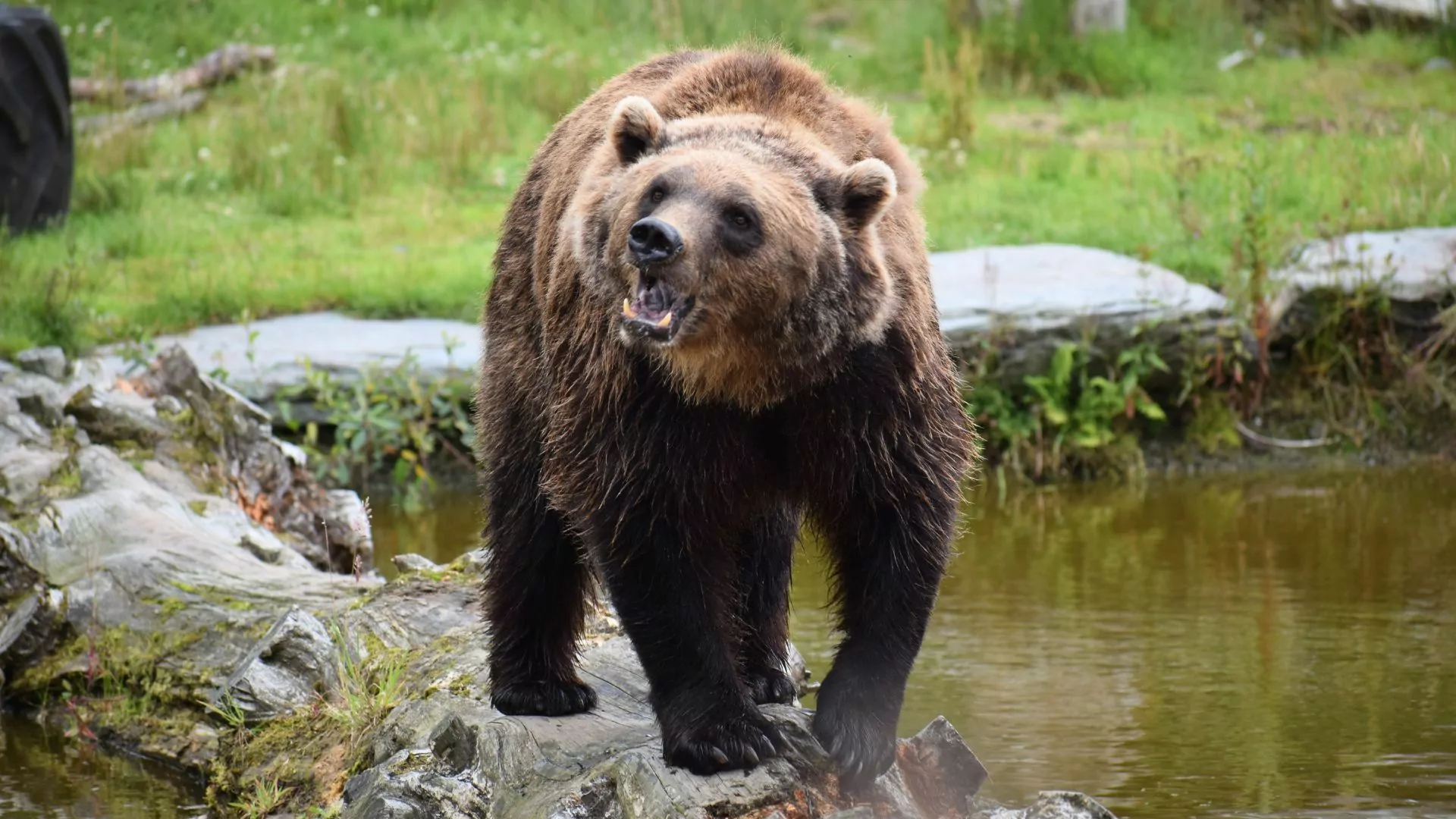A grizzly bear rears its head