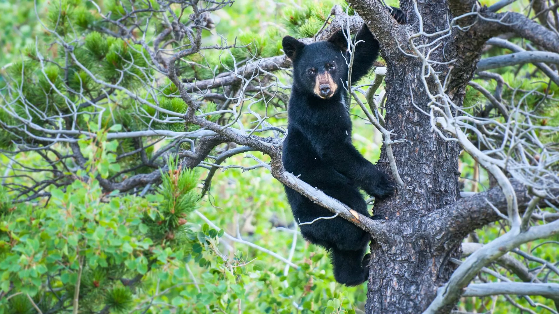 Black bear climbing a tree