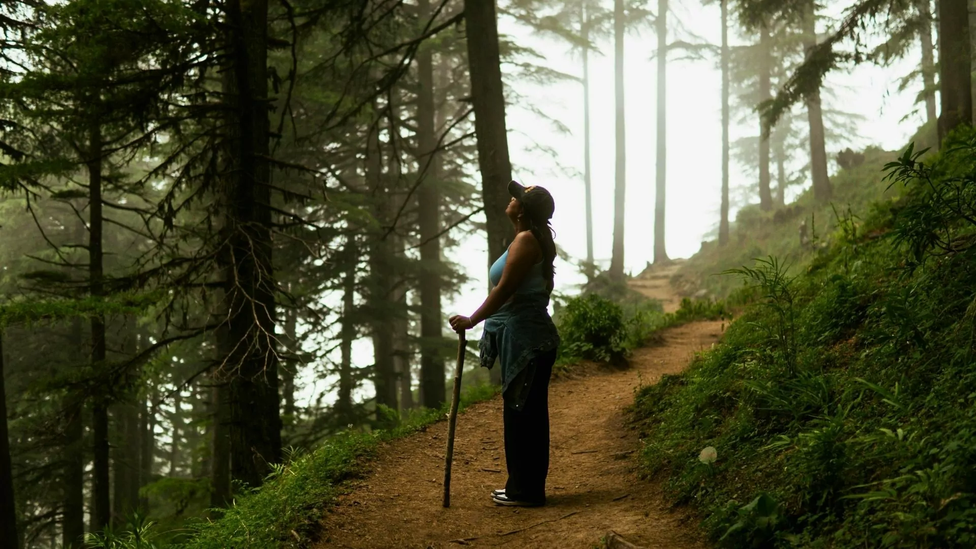A hiker stands on a trail in the forest looking up at the trees
