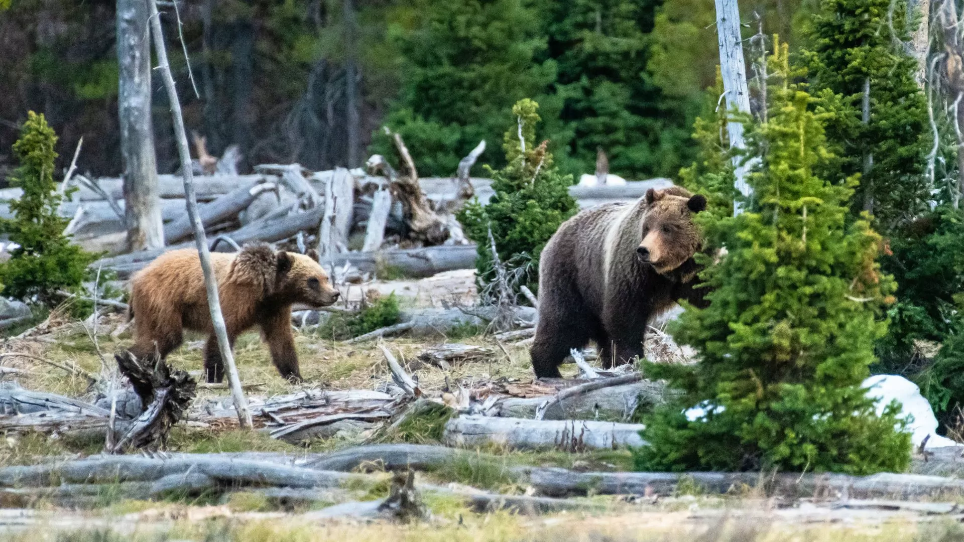 Mama and baby grizzly in the forest