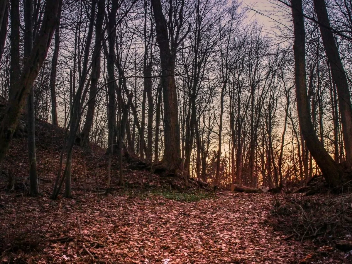 Spooky woods at night