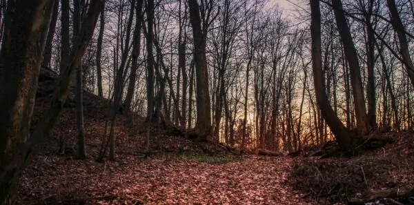 Spooky woods at night