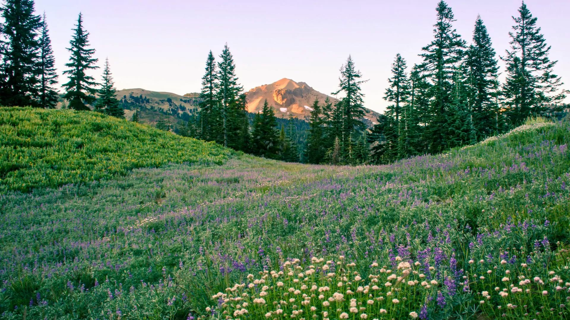Lassen national park summer