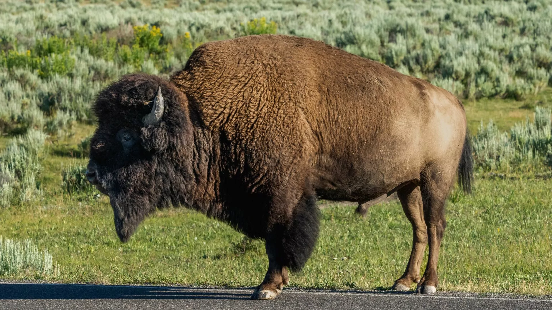 Yellowstone bison