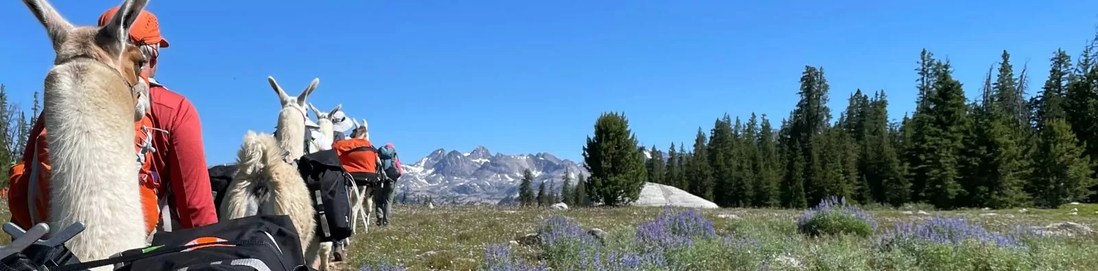 Titcomb Basin Yellowstone Llama hikers
