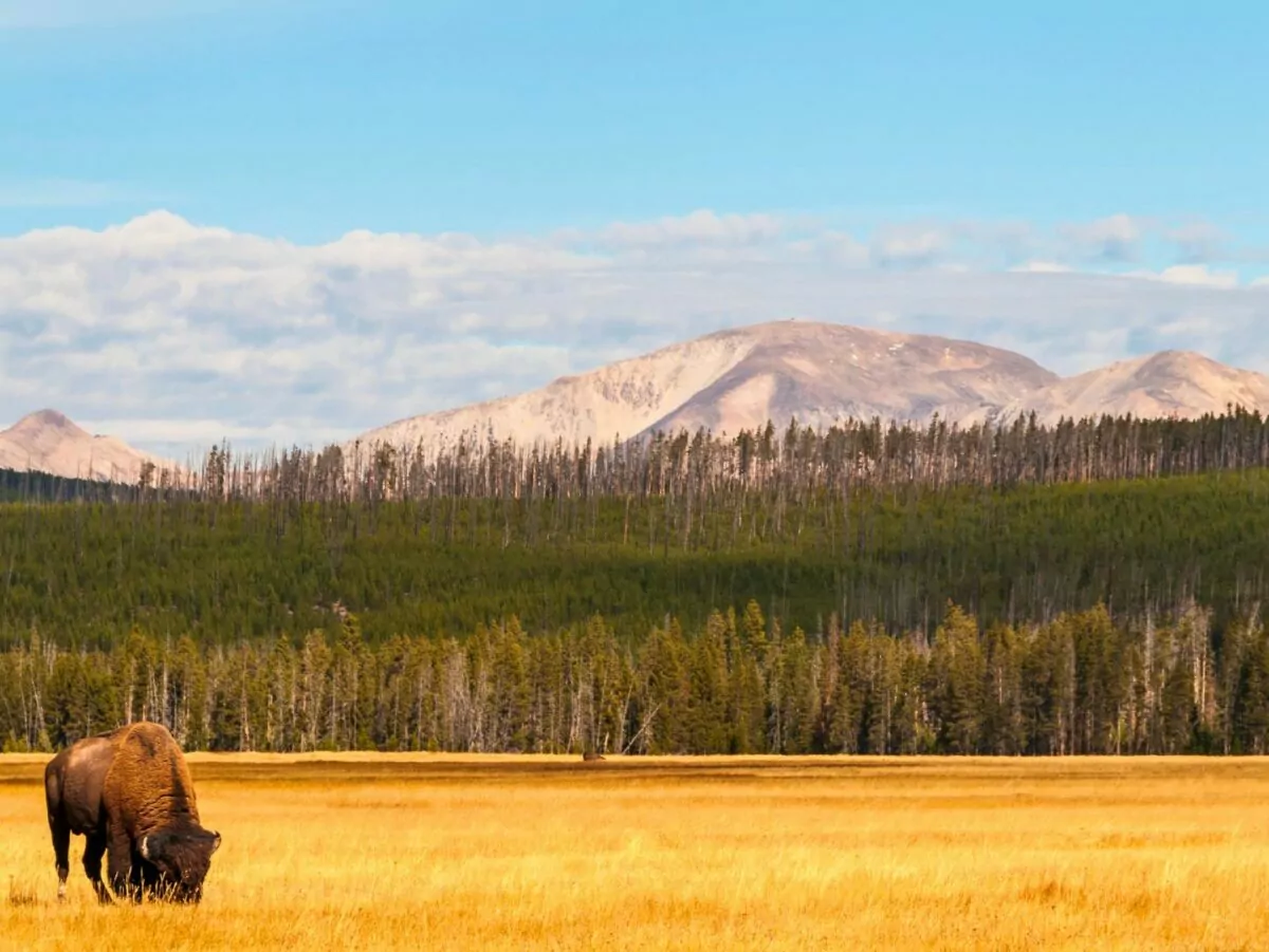 A bison grazes in Yellowstone National Park