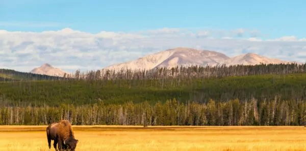 A bison grazes in Yellowstone National Park