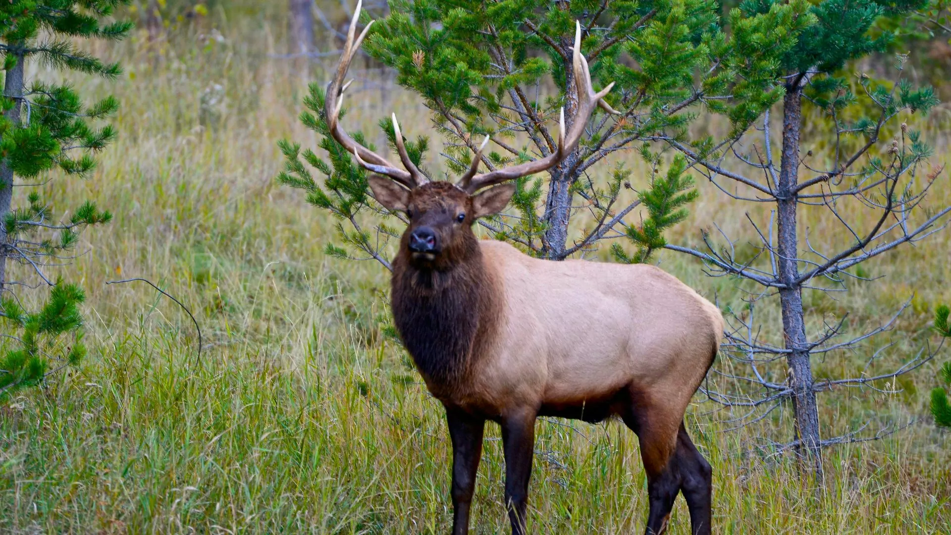 Elk spotted in Yellowstone