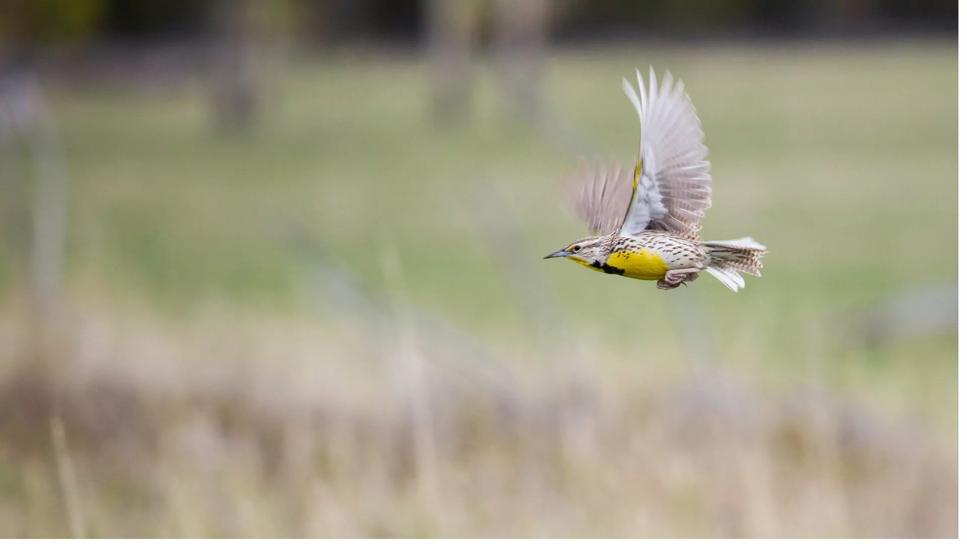 A bird flies in the Lamar Valley of Yellowstone