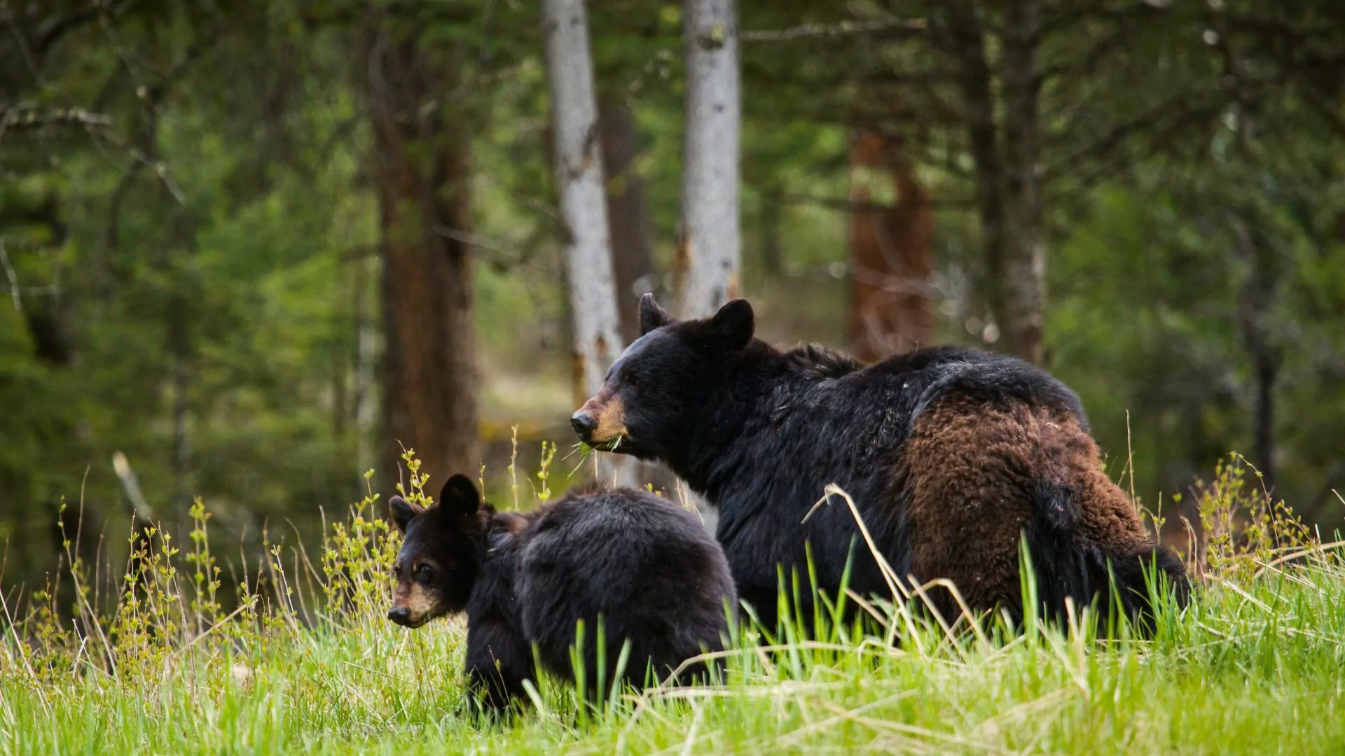 Black bear mother and cub in yellowstone national park