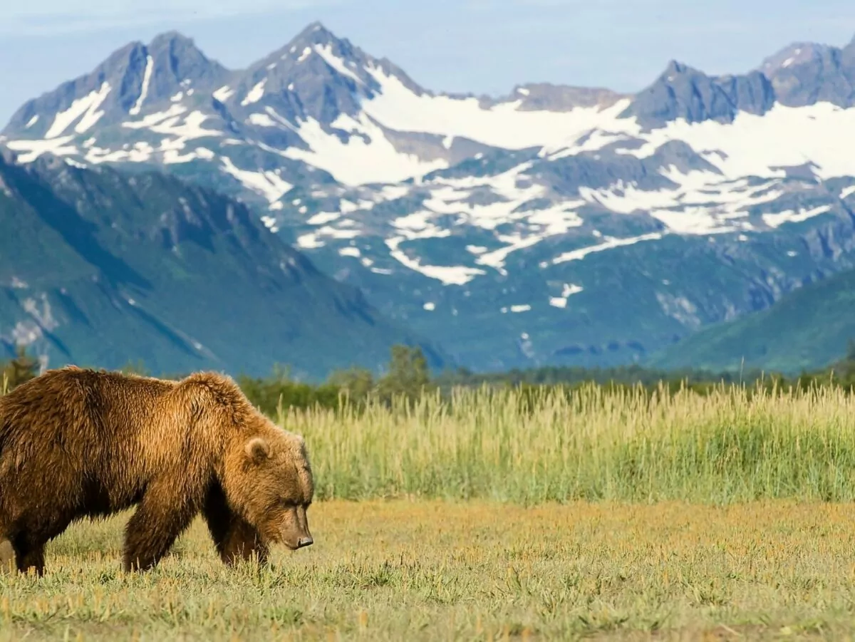A grizzly bear ranges in front of the mountains in Alaska
