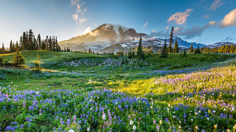 Mount Rainier National Park Inn-based Hiking Tour | Wildland Trekking